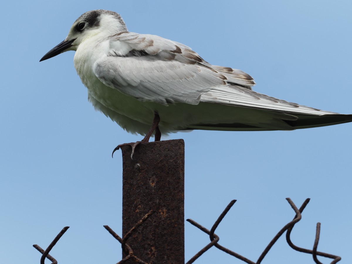 Whiskered Tern - ML279607981