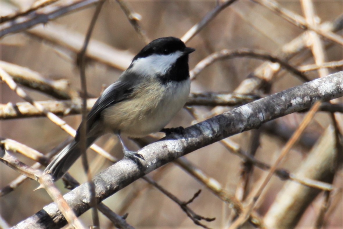 Black-capped Chickadee - ML279607991