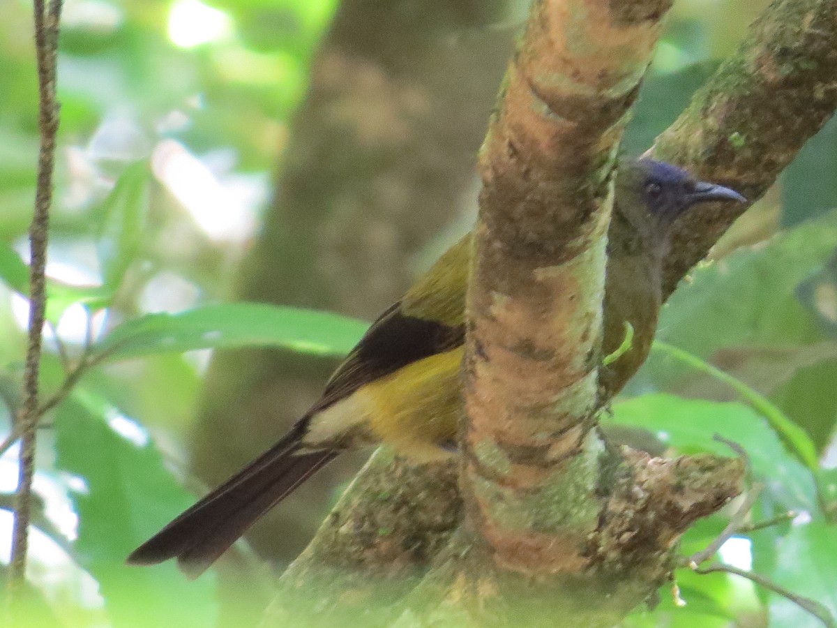 New Zealand Bellbird - Maureen Howard