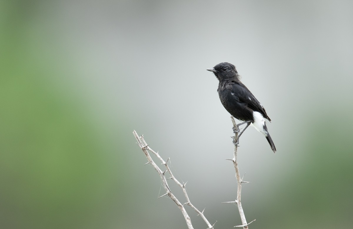 Pied Bushchat - ML279608191