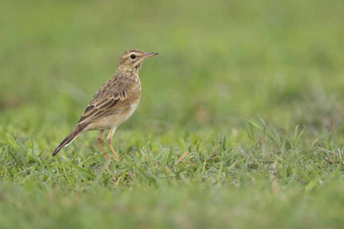 Paddyfield Pipit - ML279608211