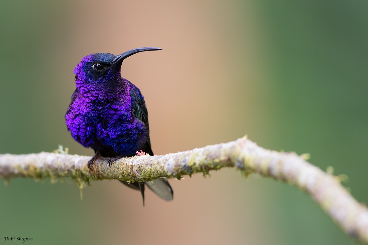 Violet Sabrewing - ML279609611
