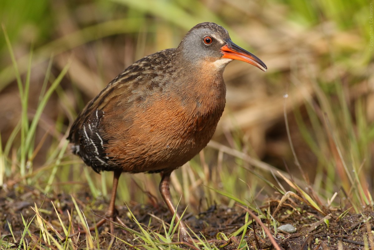 Virginia Rail (Virginia) - ML27960991