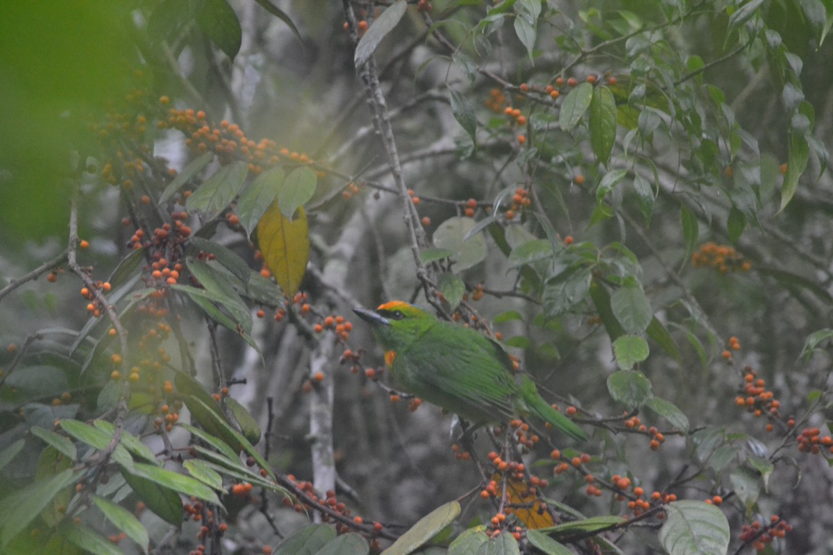 Turuncu Alınlı Barbet - ML279610391