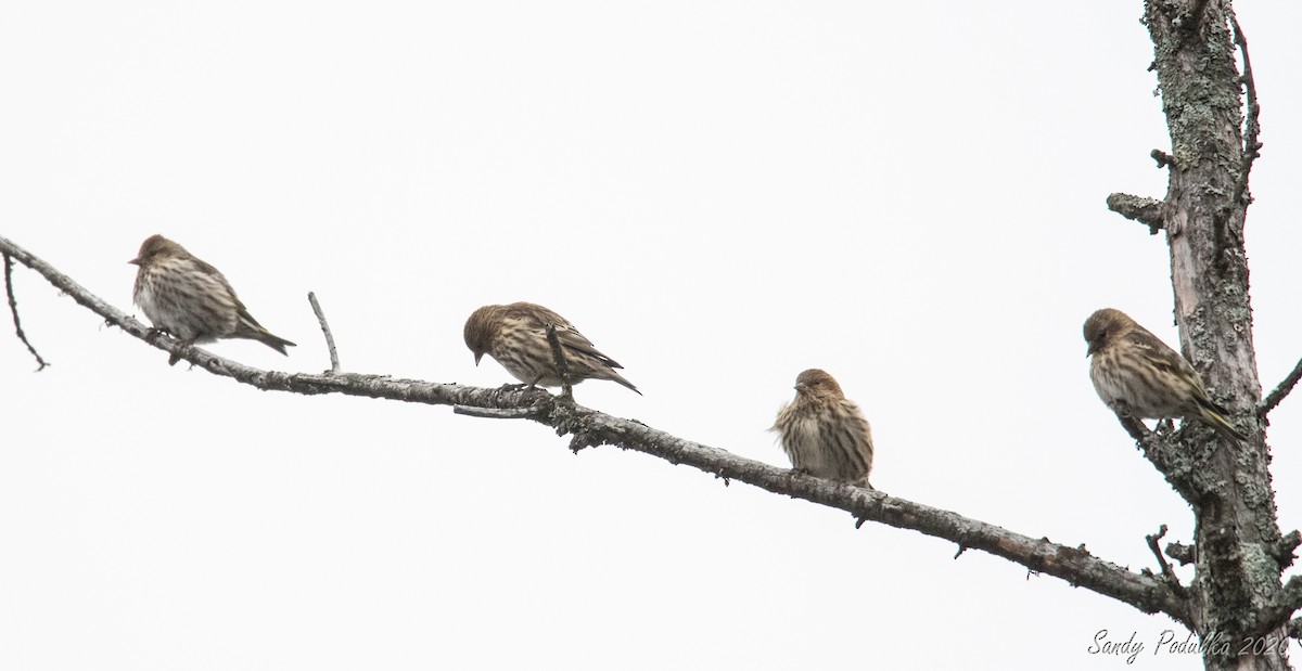 Pine Siskin - ML279611521