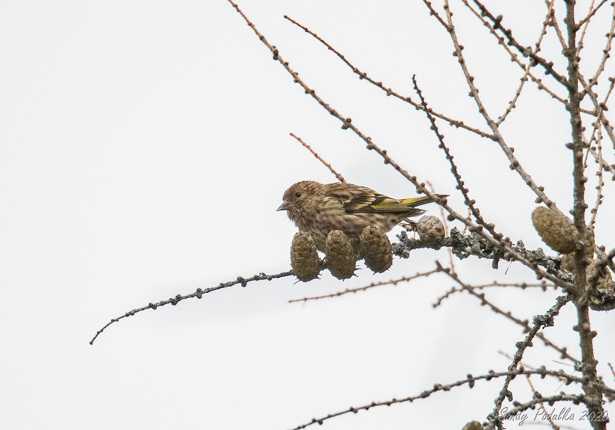 Pine Siskin - Sandy Podulka