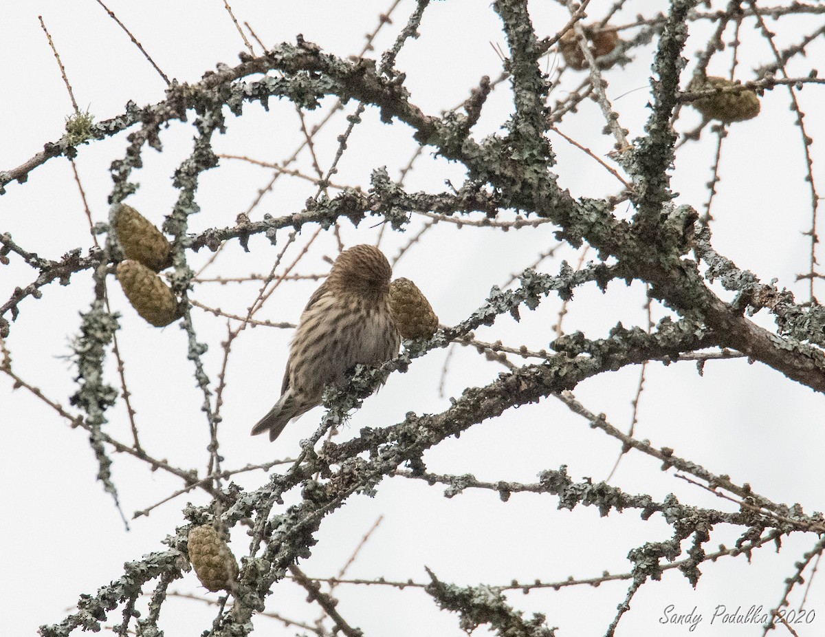 Pine Siskin - ML279611541