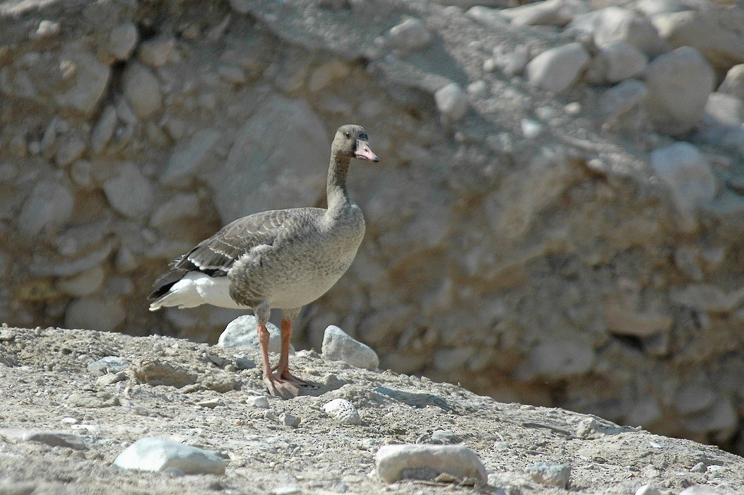 Sakarca (albifrons) - ML279612411