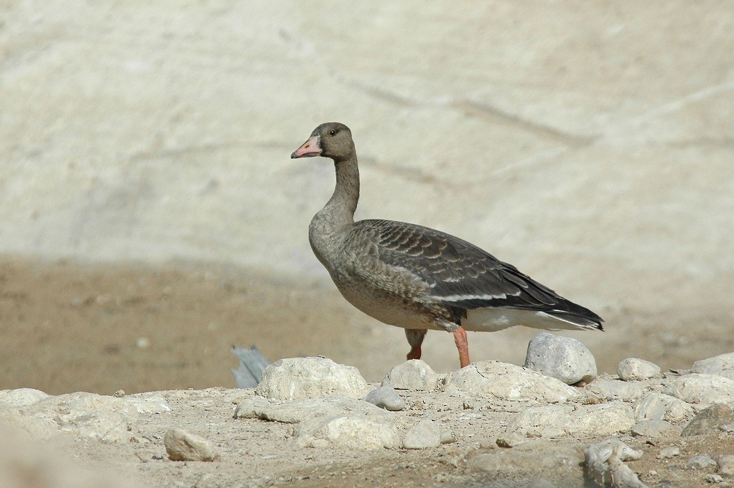 Sakarca (albifrons) - ML279612451