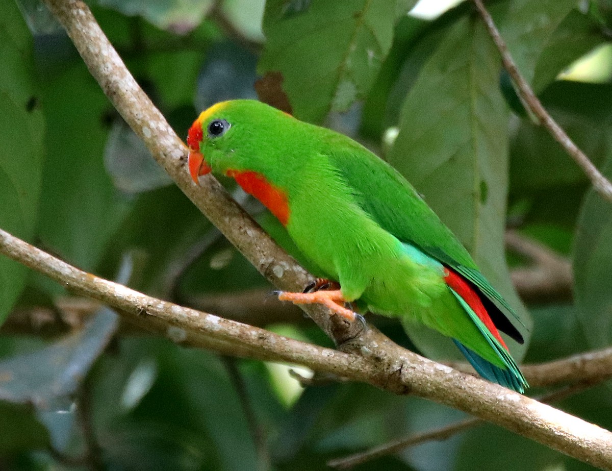 Philippine Hanging-Parrot - Chris Chafer
