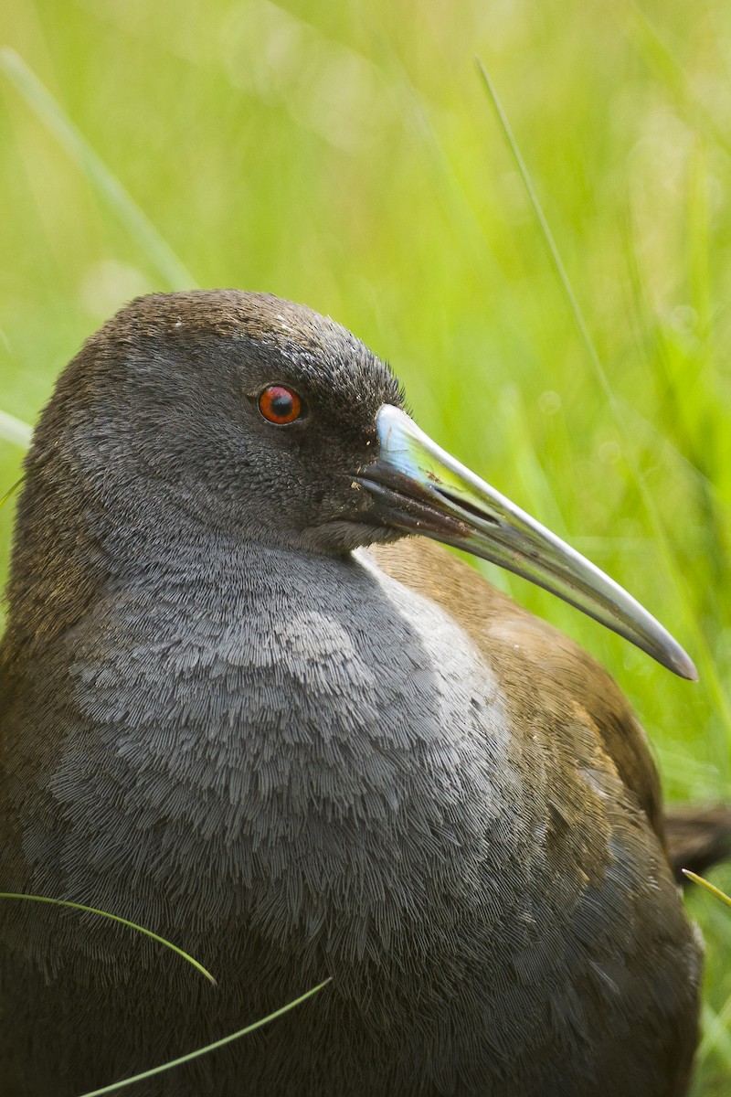 Plumbeous Rail - Jérémy Calvo