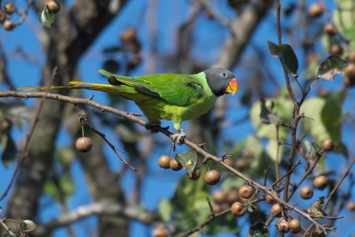 Slaty-headed Parakeet - Ian Hearn