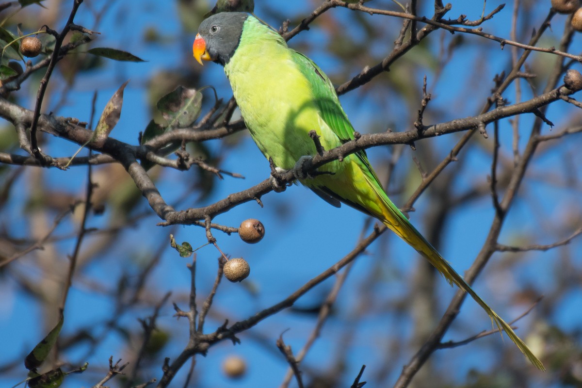 Slaty-headed Parakeet - Ian Hearn