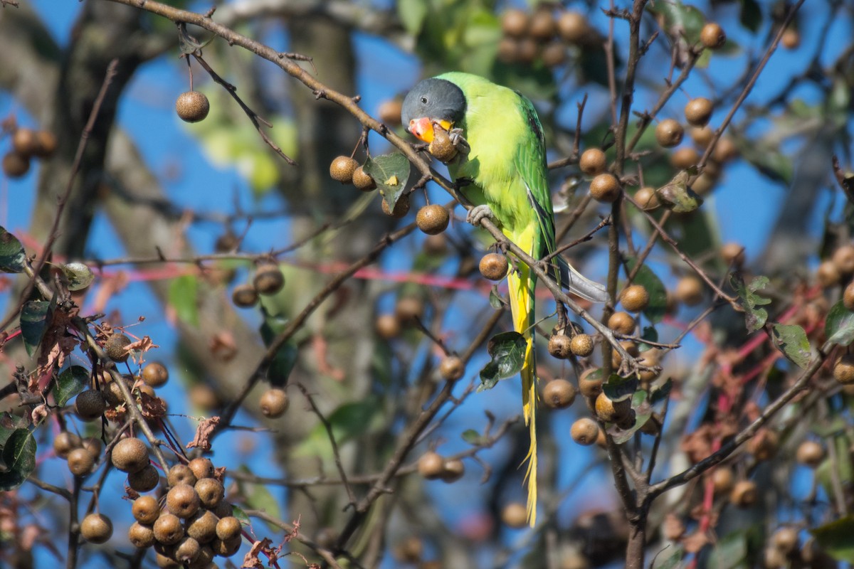 Slaty-headed Parakeet - ML279614311