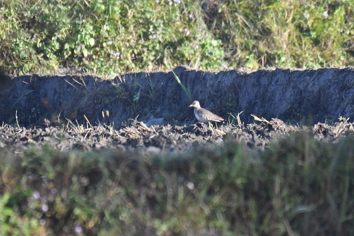 Gray-headed Lapwing - ML279614381