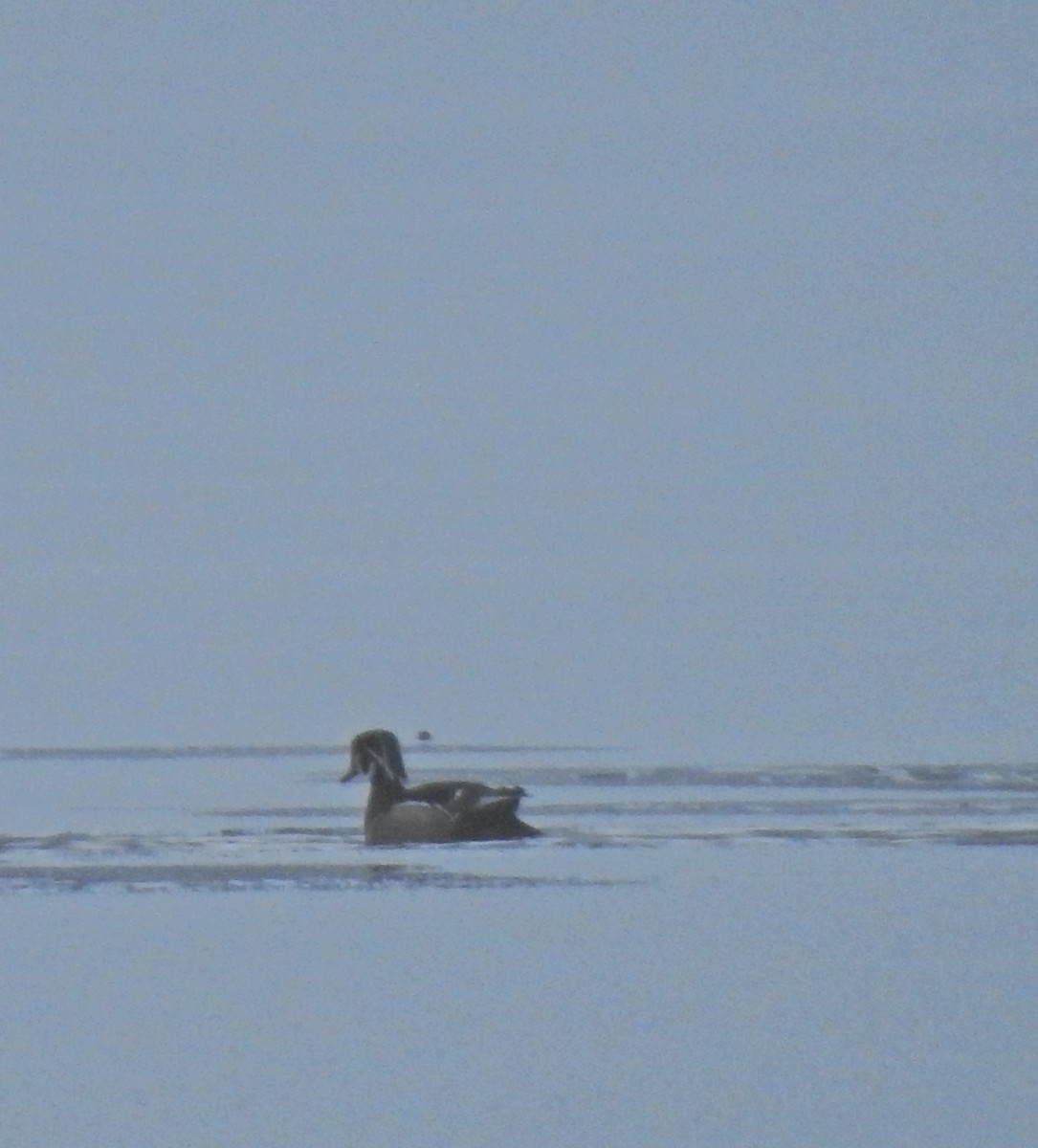 Wood Duck - ML279614591