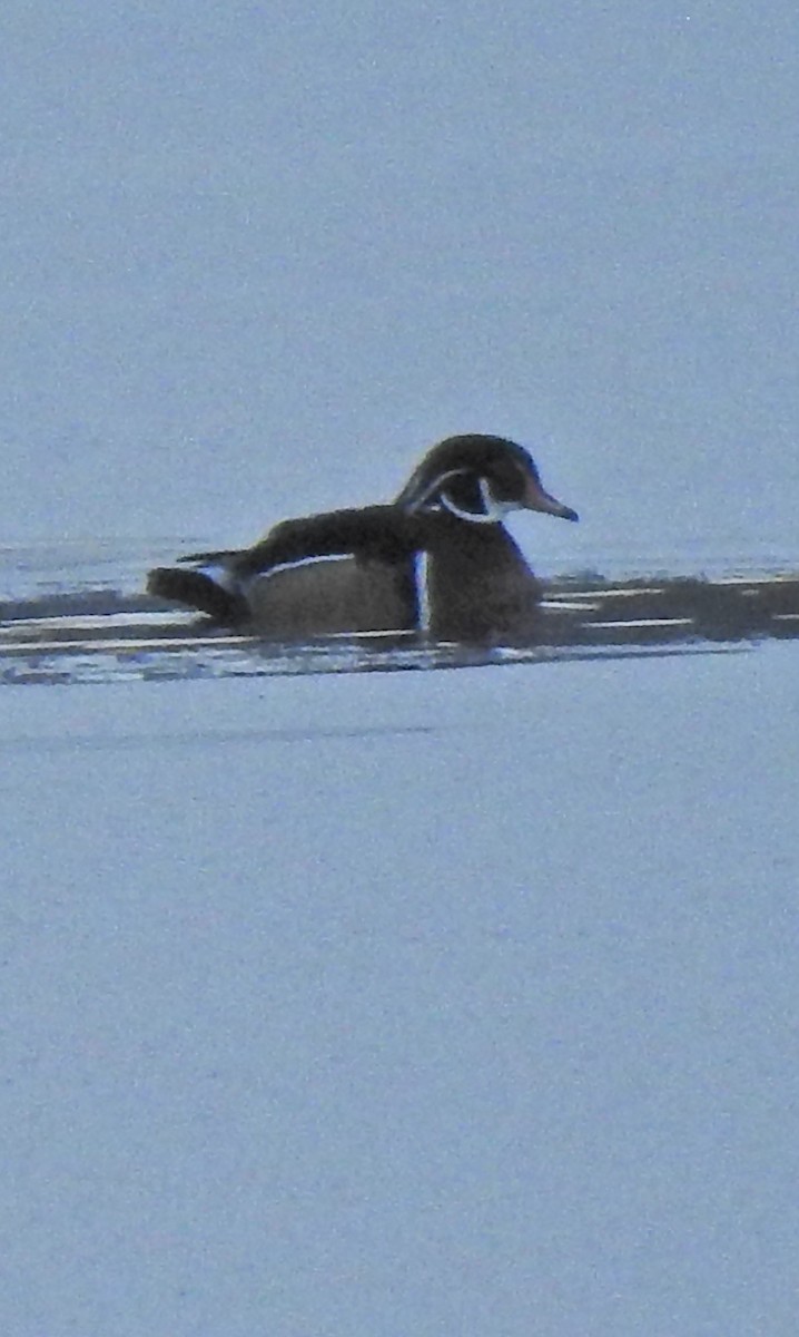 Wood Duck - ML279614641