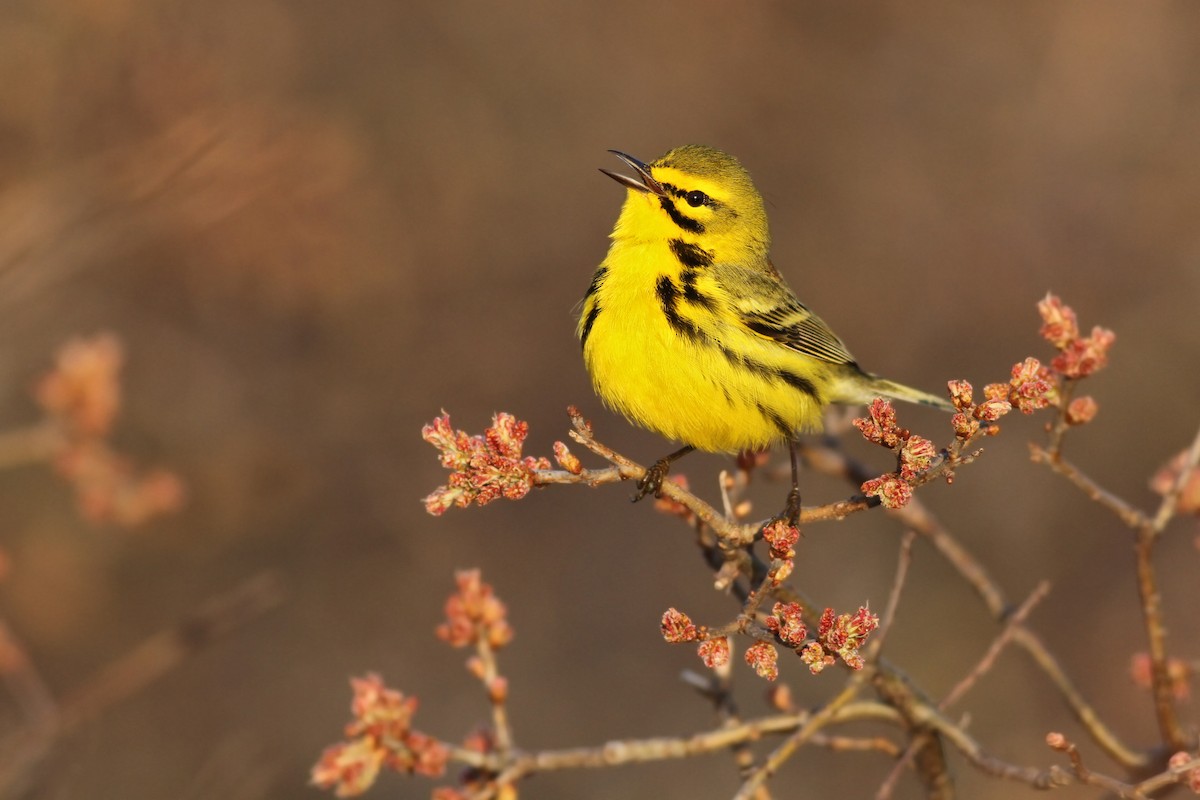 Prairie Warbler - ML27961661