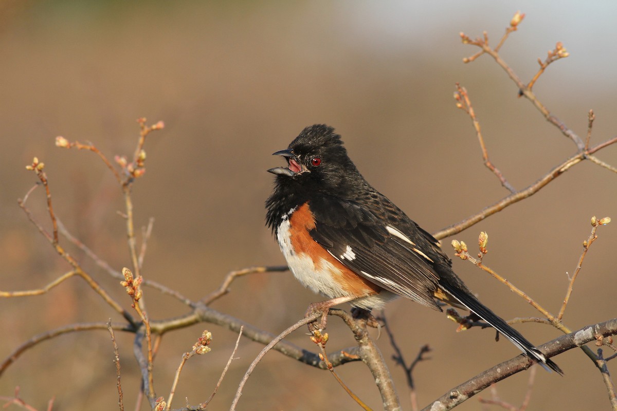 Eastern Towhee - ML27961681