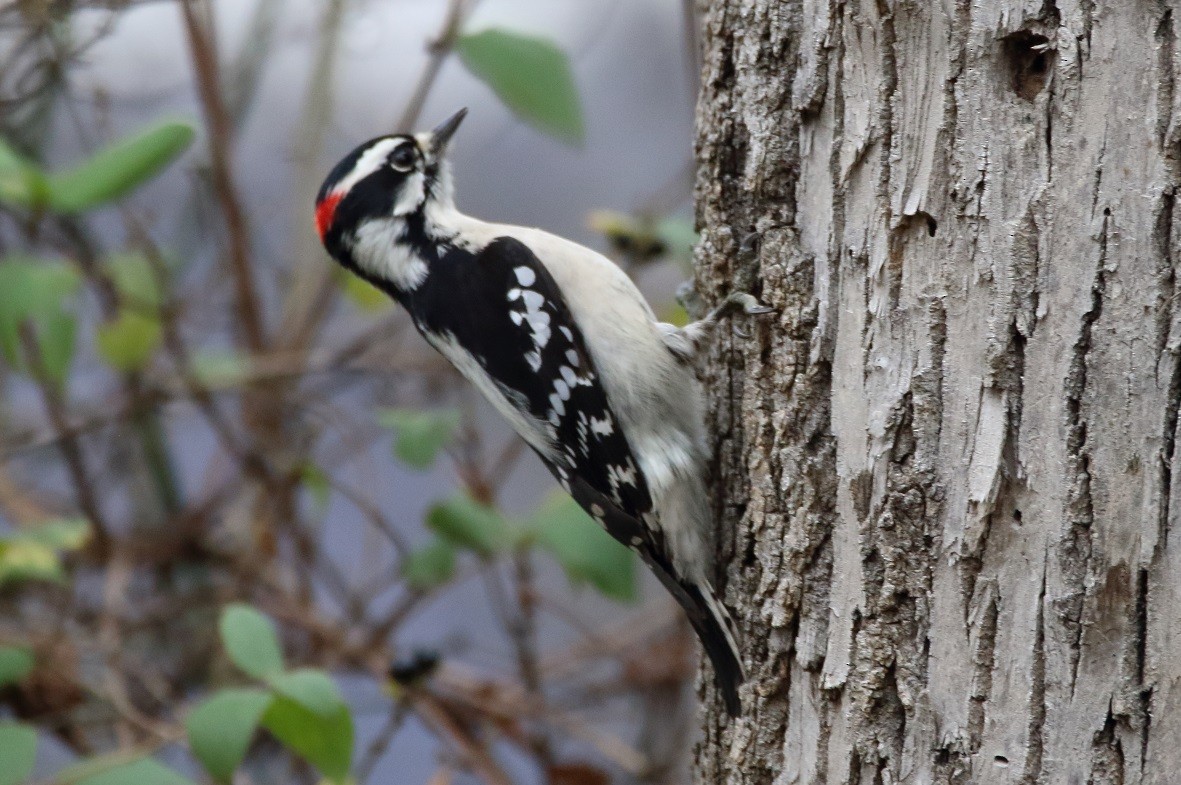 Downy Woodpecker - ML279617641