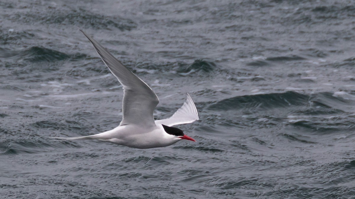 South American Tern - Rodney Baker