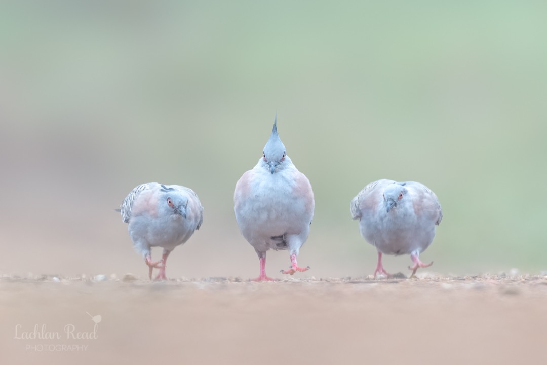 Crested Pigeon - ML279618051