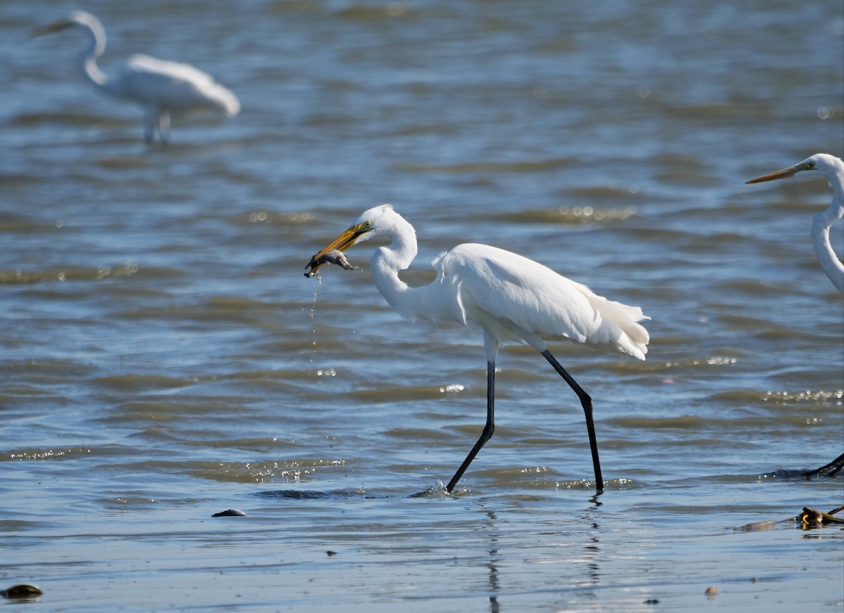 Great Egret - George Inocencio