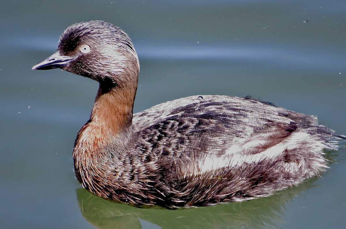 New Zealand Grebe - ML279618121