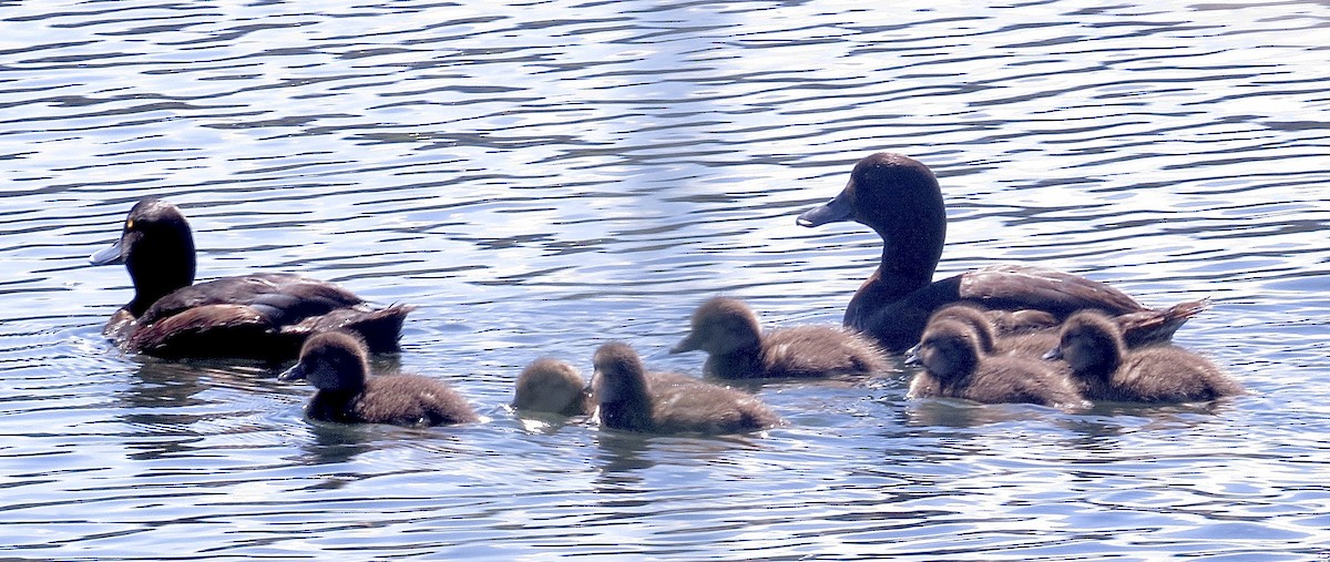 New Zealand Scaup - ML279618151