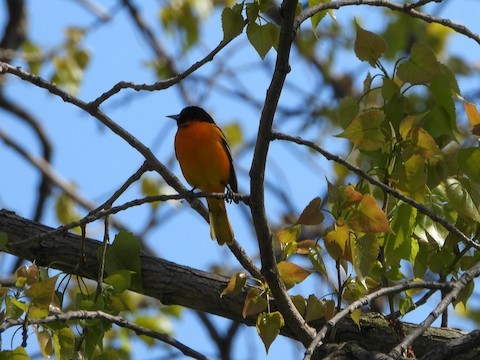 Baltimore Oriole - ML279618551