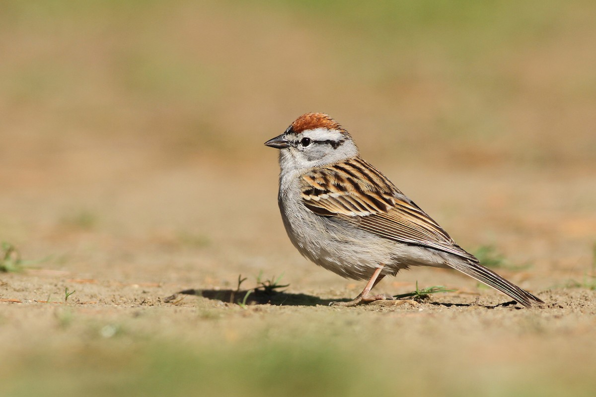 Chipping Sparrow - Evan Lipton