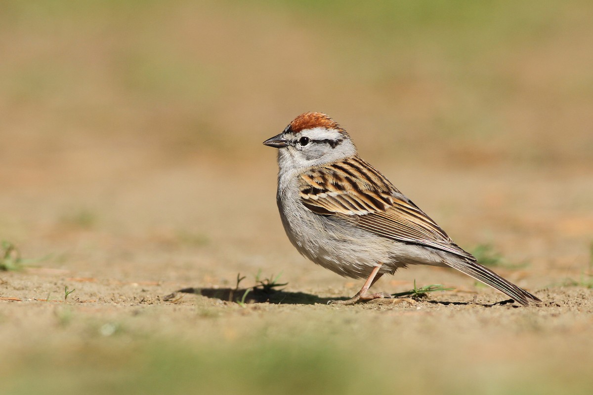 Chipping Sparrow - ML27961971