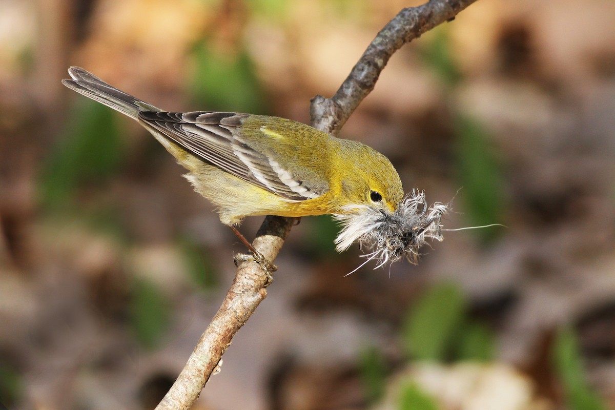 Pine Warbler - ML27962001