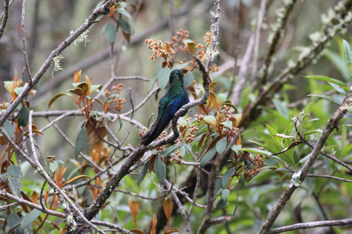 kolibřík modrokřídlý - ML279620191