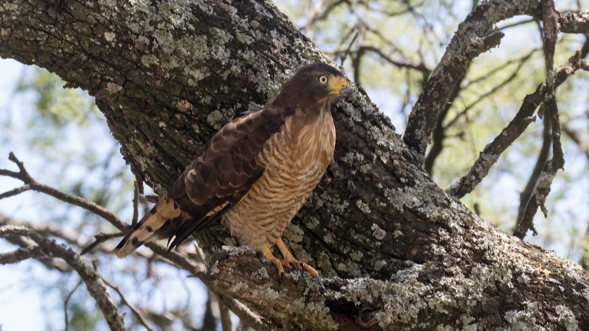 Roadside Hawk - ML279620411