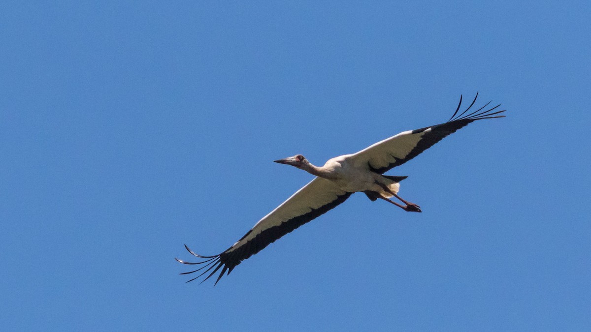 Maguari Stork - Rodney Baker
