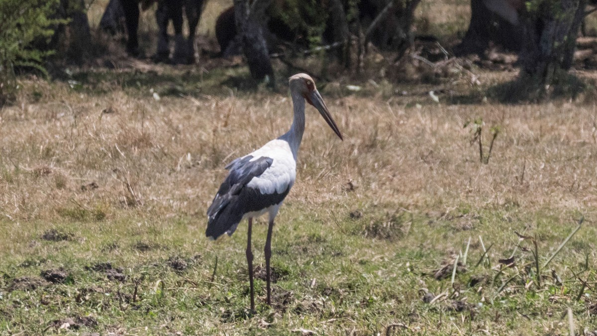 Maguari Stork - Rodney Baker