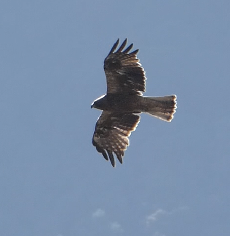 Booted Eagle - Arend van Riessen