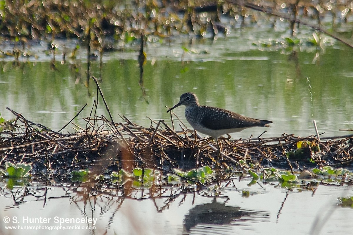 Solitary Sandpiper - ML27962291