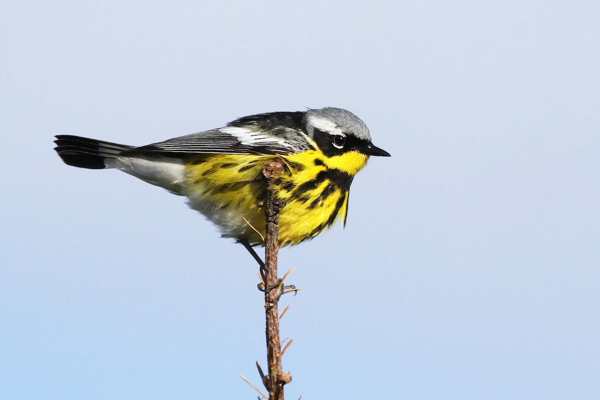 Magnolia Warbler - ML27962331