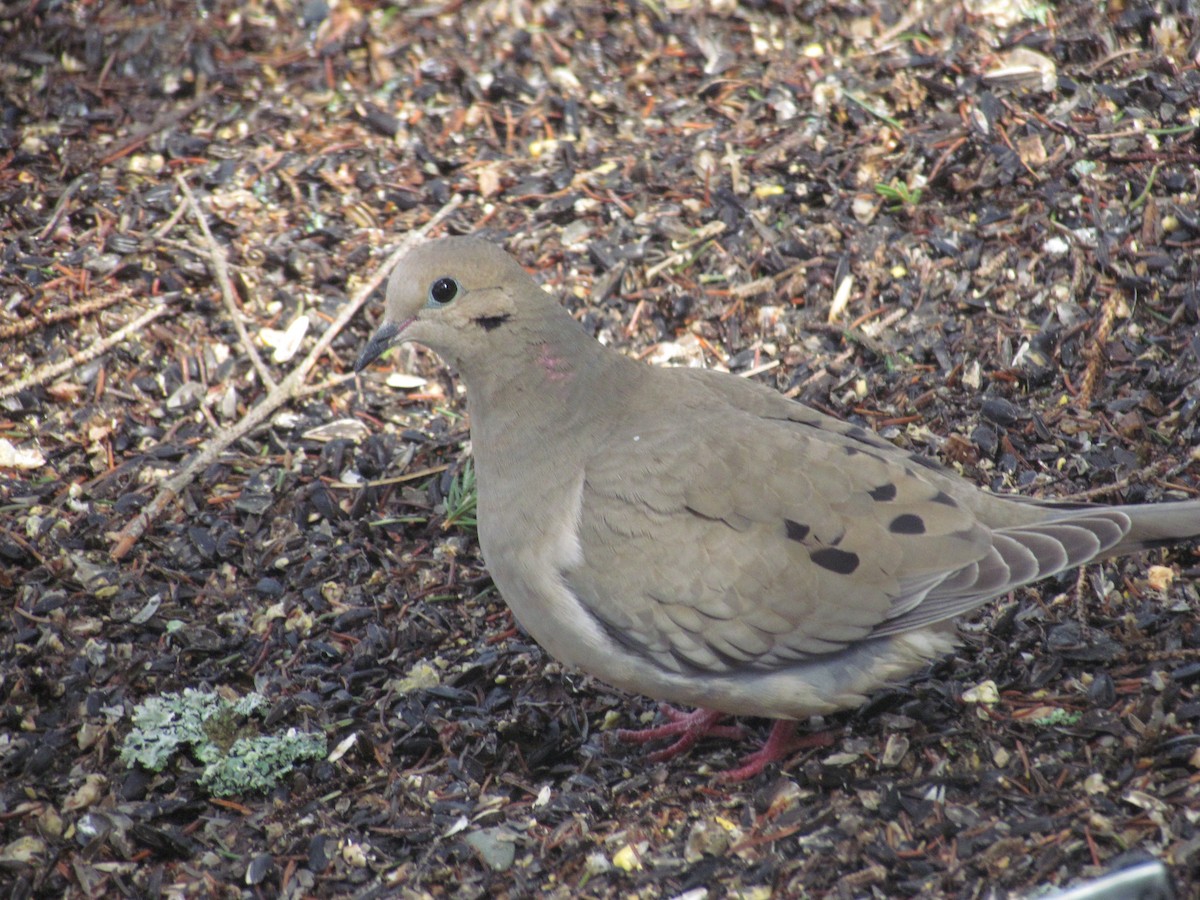 Mourning Dove - ML27962391