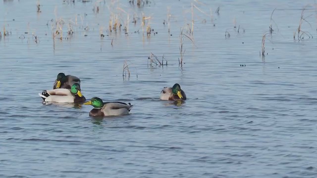 Yeşilbaş - ML279626841