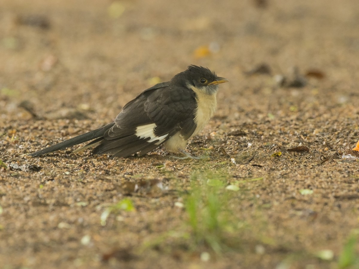 Pied Cuckoo - ML279627551