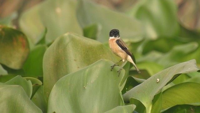 White-tailed Stonechat - ML279627561