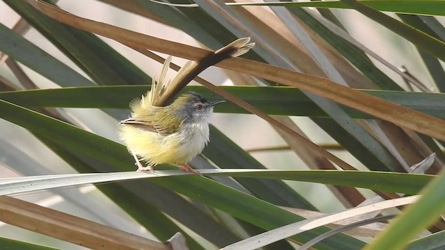 Yellow-bellied Prinia - ML279627631