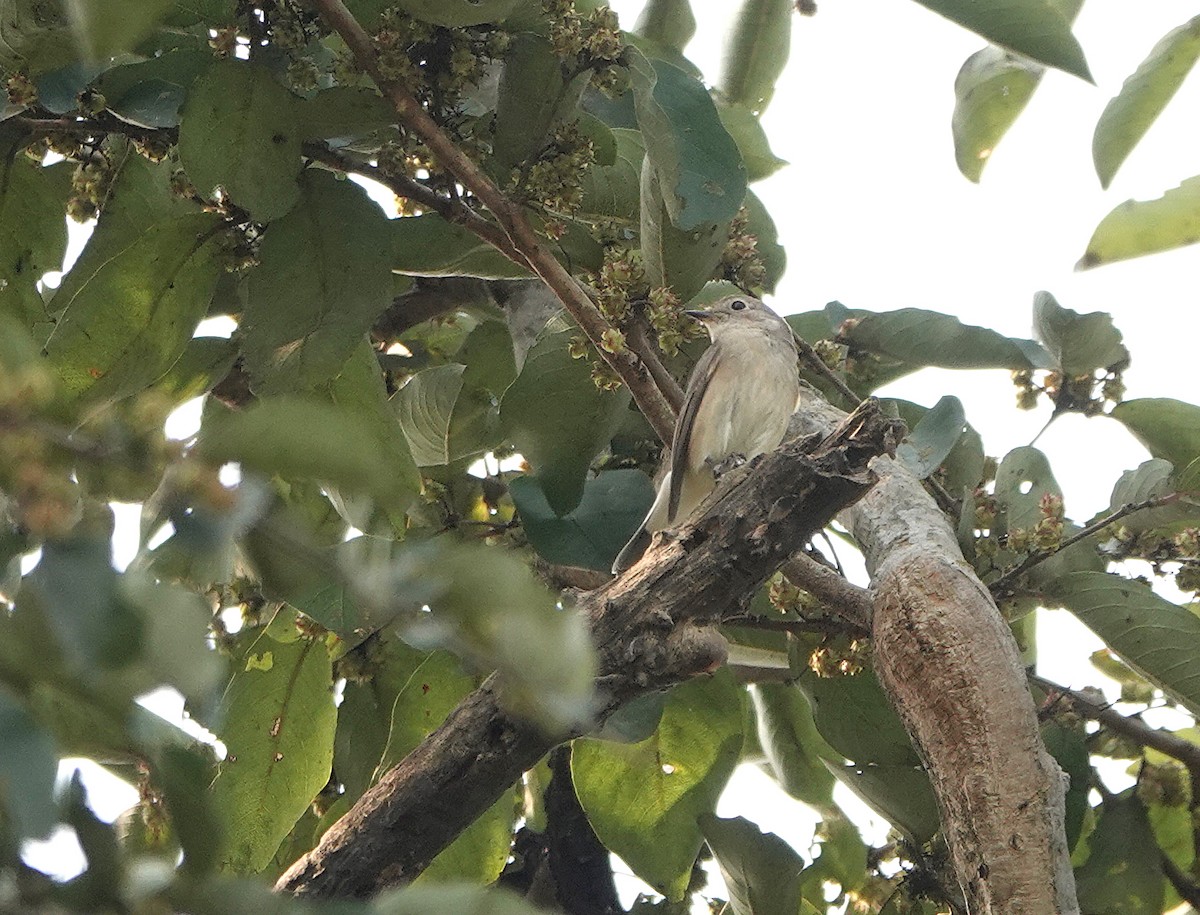 Taiga Flycatcher - ML279627761