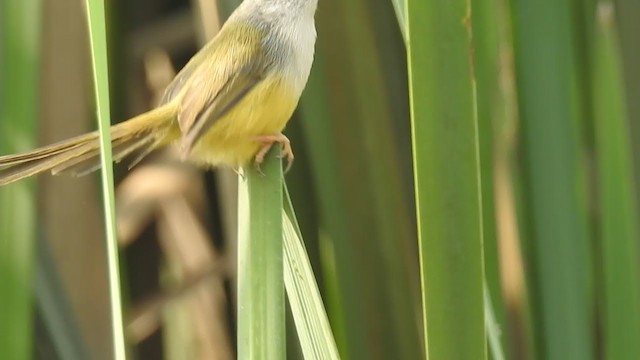 Prinia à ventre jaune - ML279628321