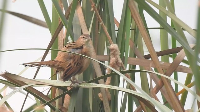 Striated Grassbird - ML279629451