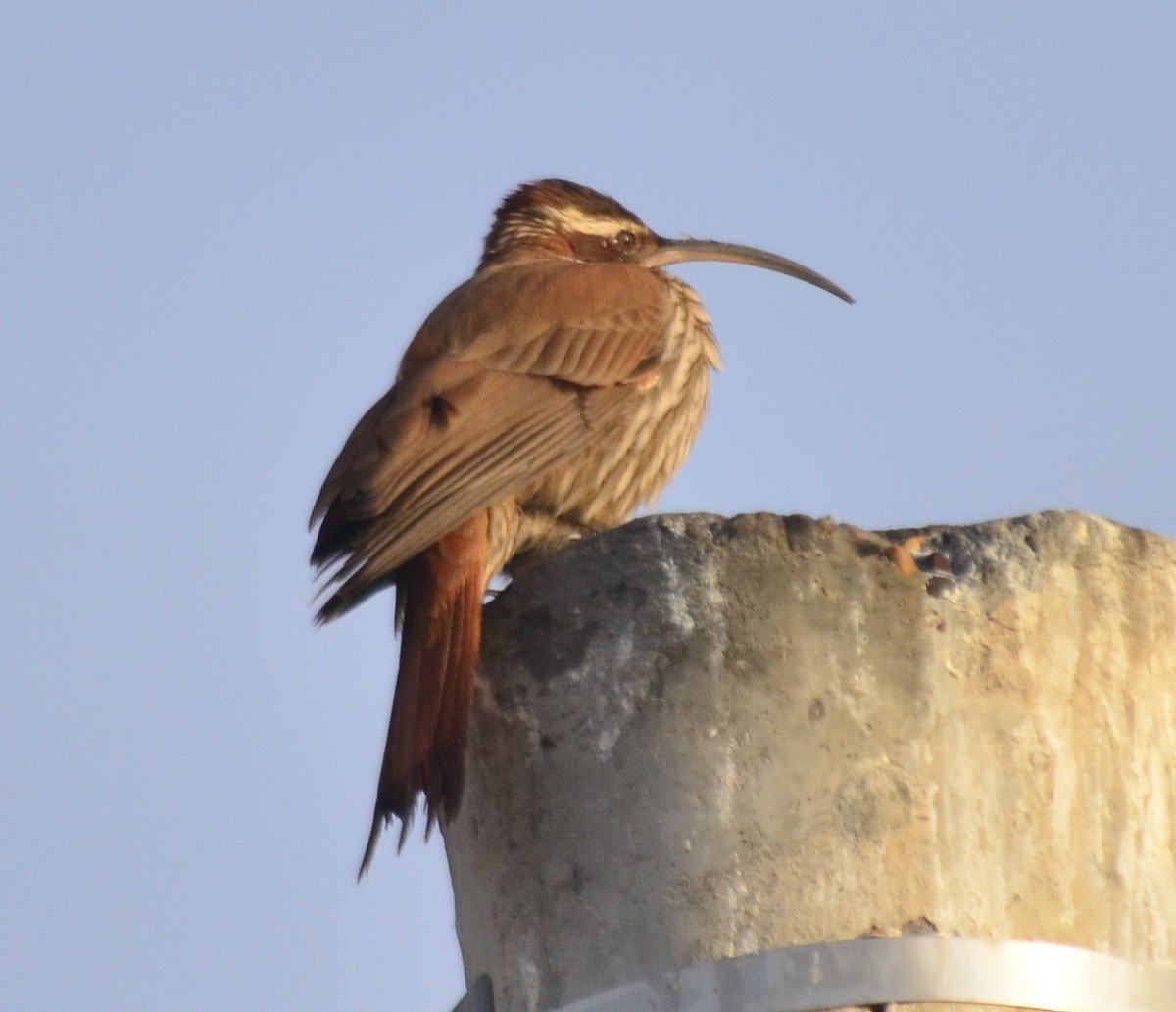 Scimitar-billed Woodcreeper - MARIO ELOSEGUI