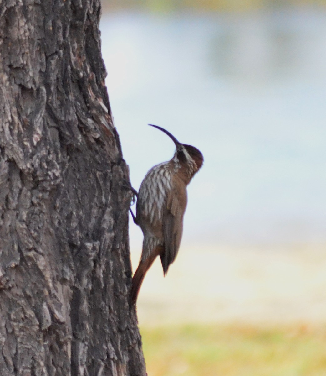 Scimitar-billed Woodcreeper - MARIO ELOSEGUI